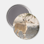 イベックス – ヤエル マグネット (正面/裏面)