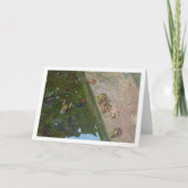 イベリアンフロッグスカード カード (正面)