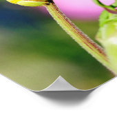 イボクホーク蝶のキャタピラ ポスター (角)