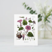 イポメアプルガ（ジャラプ） ポストカード (スタンド正面)