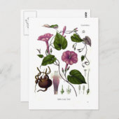 イポメアプルガ（ジャラプ） ポストカード (正面/裏面)