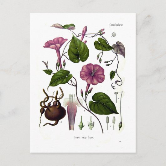 イポメアプルガ（ジャラプ） ポストカード (正面)