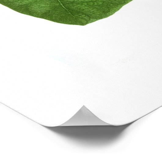 イポモアインディカ ポスター (角)