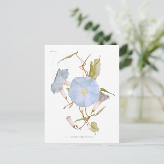 イポモア ポストカード (スタンド正面)