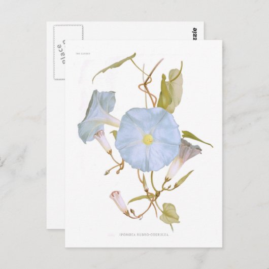 イポモア ポストカード (正面/裏面)