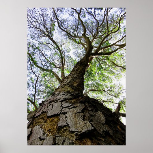 イヤポッドツリー ポスター (正面)