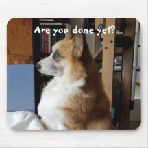 イライラしたペット