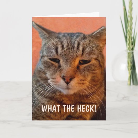 イライラした猫が元気になる カード (正面)