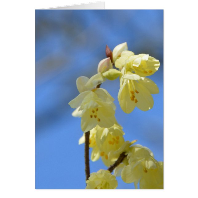 イライラ (正面)