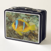 イラカラフルイラの赤海で泳ぐ魚 メタルランチボックス (裏面)