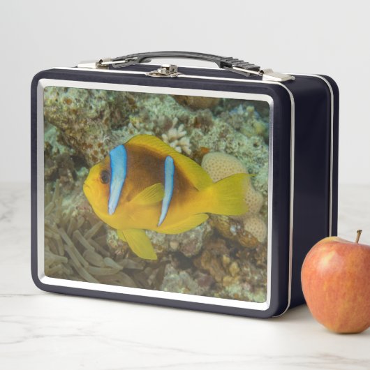イラカラフルイラの赤海で泳ぐ魚 メタルランチボックス (インサイチュ)