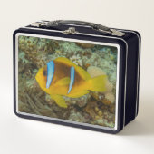 イラカラフルイラの赤海で泳ぐ魚 メタルランチボックス (正面)