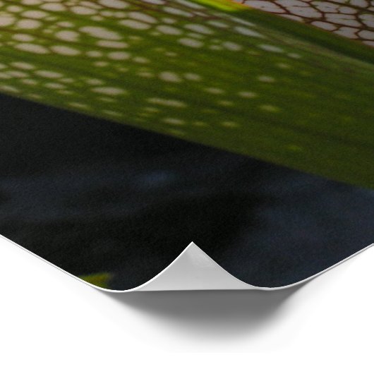 イラクサの写真 ポスター (角)