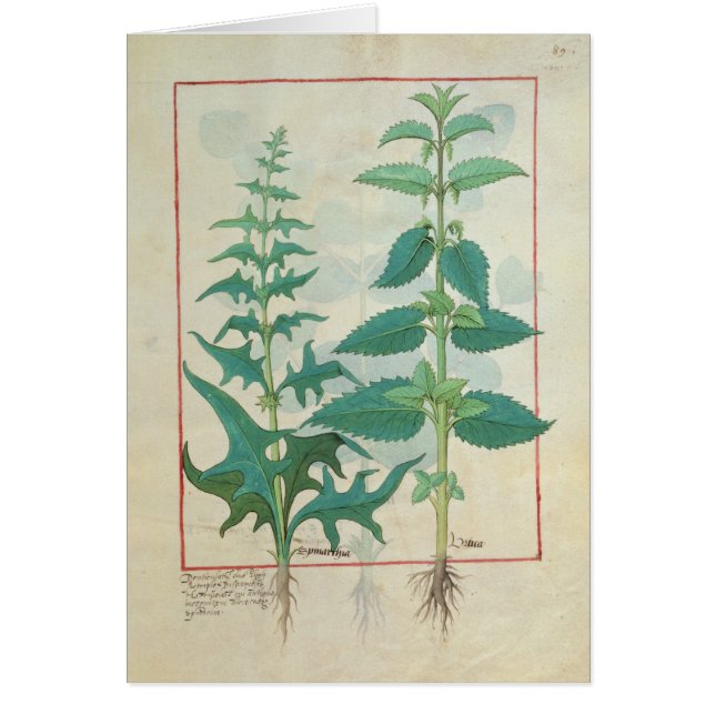 イラクサ科 (正面)