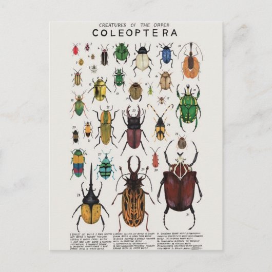 イラストレーションコレオペ ポストカード (正面)