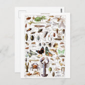 イラストレーションジクネシ ポストカード (正面/裏面)