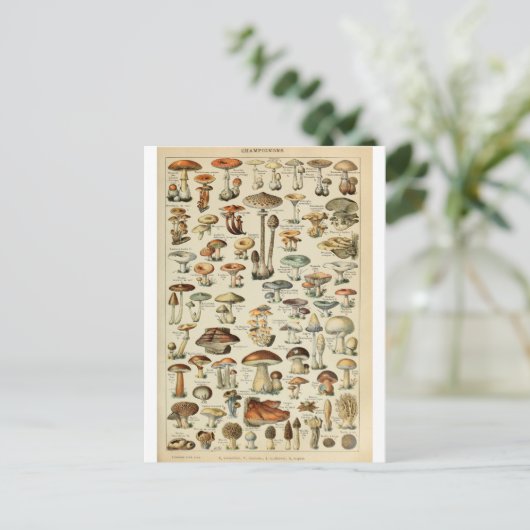 イラストレーションディクショナーレシャンピニョン ポストカード (スタンド正面)