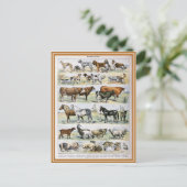 イラストレーションディクションナワール ポストカード (スタンド正面)