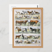 イラストレーションディクションナワール ポストカード (正面/裏面)