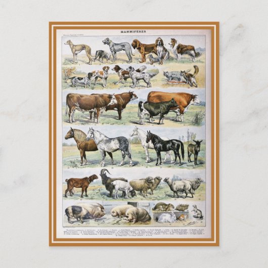 イラストレーションディクションナワール ポストカード (正面)