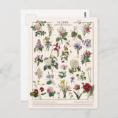 イラストレーションフルーア ポストカード (正面/裏面)