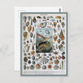 イラストレーション分位性軟体動物 ポストカード (正面/裏面)