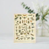 イラストレーション分科昆虫 ポストカード (スタンド正面)