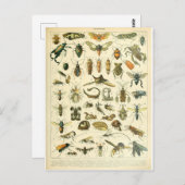 イラストレーション分科昆虫 ポストカード (正面/裏面)