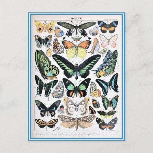 イラストレーション分裂 ポストカード (正面)