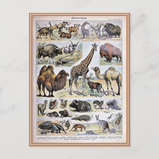 イラストレーション弁論 ポストカード (正面)