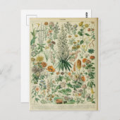 イラストレーション辞書フルーア ポストカード (正面/裏面)