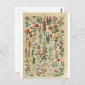 イラストレーション辞書フルーア ポストカード (正面/裏面)