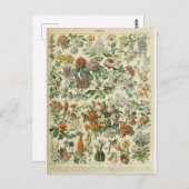 イラストレーション辞書フルーア ポストカード (正面/裏面)