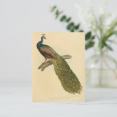 イラストレーション ポストカード (スタンド正面)