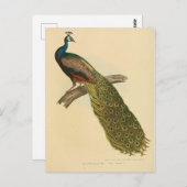 イラストレーション ポストカード (正面/裏面)