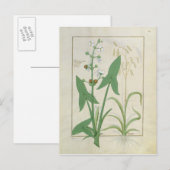 イラストレーション「薬シンプル書」 2 ポストカード (正面/裏面)