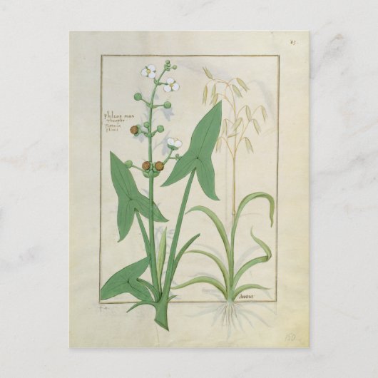 イラストレーション「薬シンプル書」 2 ポストカード (正面)