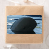 イラワディドルフィンピークアボー ラベル (インサイチュ)