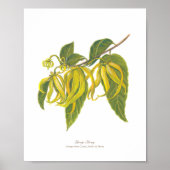 イランイラン(カナンガオドラータ) Phフォレスト開花 ポスター (正面)