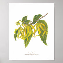 イランイラン（カナンガオドラータ） Phフォレスト開花