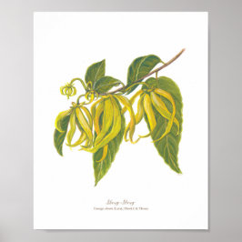 イランイラン（カナンガオドラータ） Phフォレスト開花 ポスター