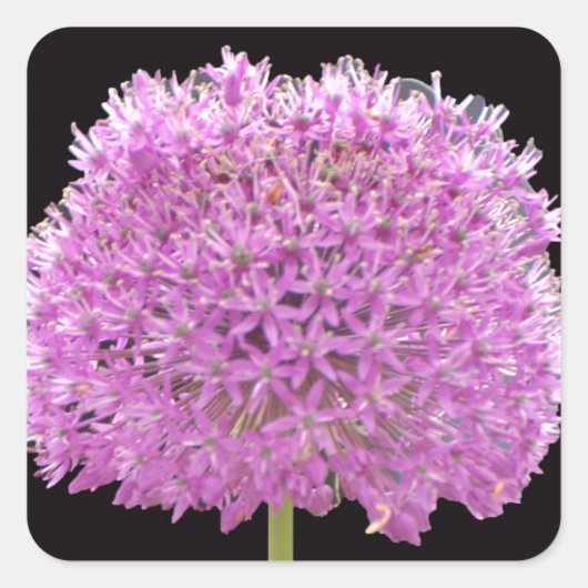 イリアムサマー春フラワーアイリッシュデザイン スクエアシール (正面)