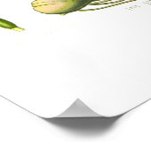 イリス・ゲルマニカ ポスター (角)