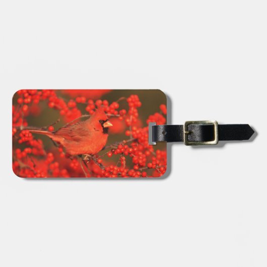 イリノイ州の雄のアカショウジョウガン ラゲッジタグ (正面横)