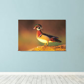 イリノイ州の雄のアヒル キャンバスプリント (インサイチュ (ウッドフロア))