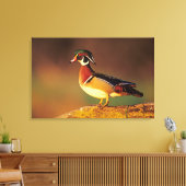 イリノイ州の雄のアヒル キャンバスプリント (インサイチュ (リビング))