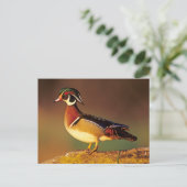 イリノイ州の雄のアヒル ポストカード (スタンド正面)