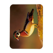 イリノイ州の雄のアヒル マグネット (縦)