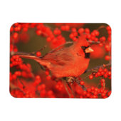 イリノイ州の雄のショウジョウコウカンチョウ マグネット (横)