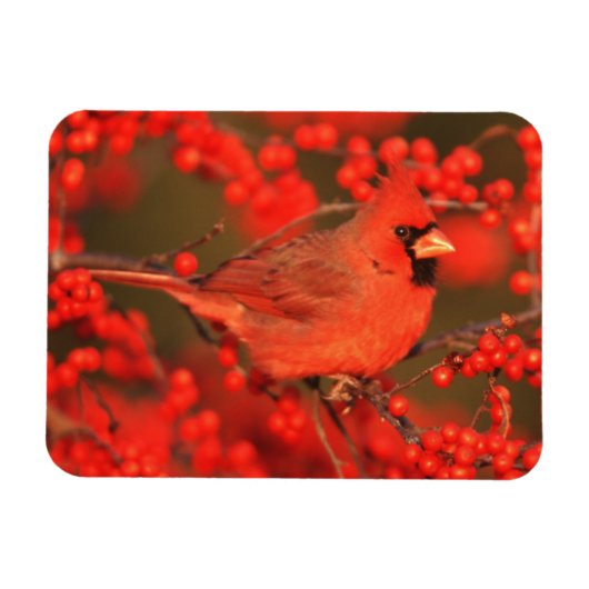 イリノイ州の雄のショウジョウコウカンチョウ マグネット (横)